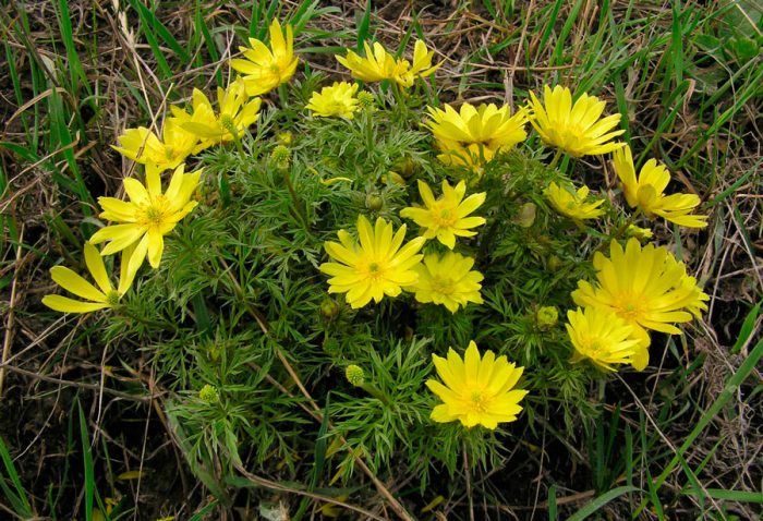 Адонис волжский (Adonis volgensis)