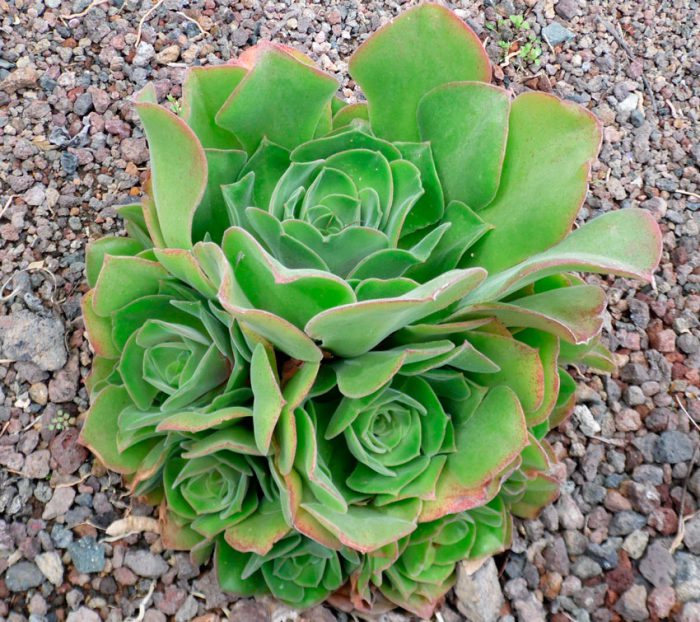 Эониум виргинский (Aeonium virgineum)