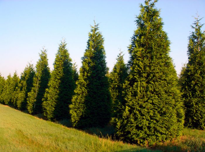 Туя складчатая (Thuja plicata)