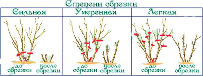 Как правильно проводится обрезка