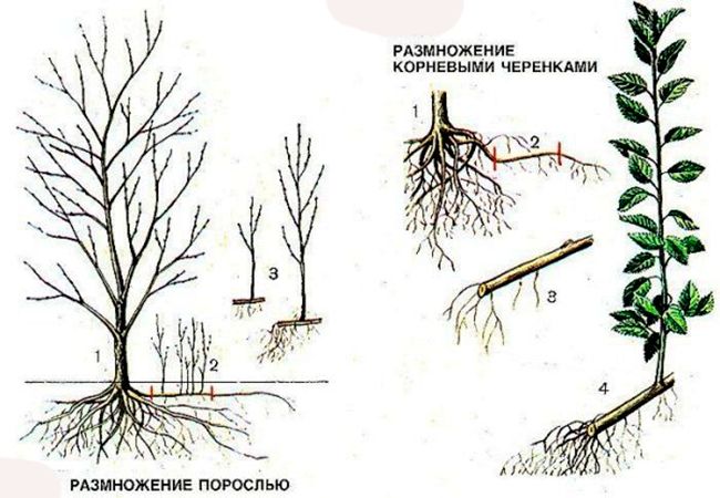 Размножение корневыми отпрысками или порослью