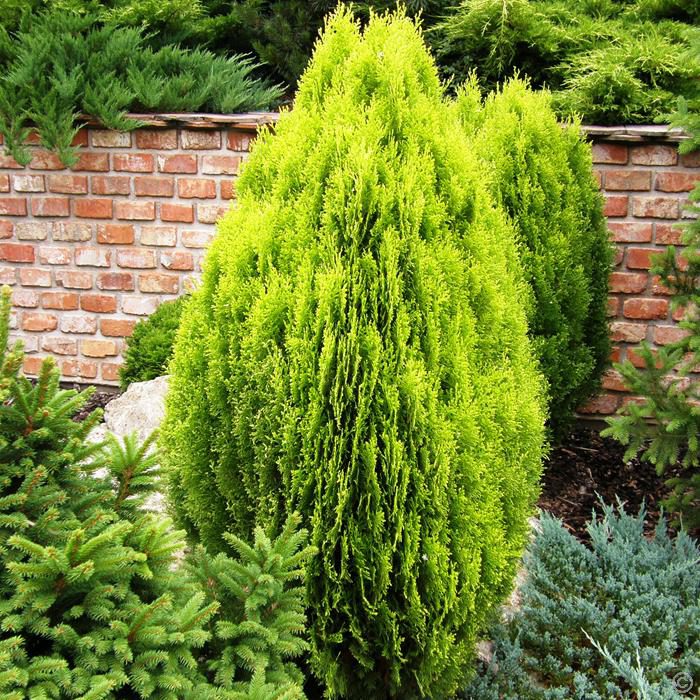 Туя восточная (Thuja orientalis), или плосковеточник (Platycladus)