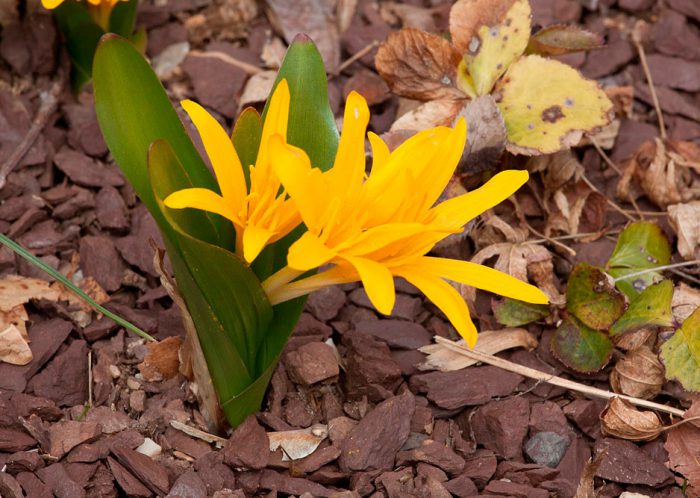 Безвременник желтый (Colchicum luteum)