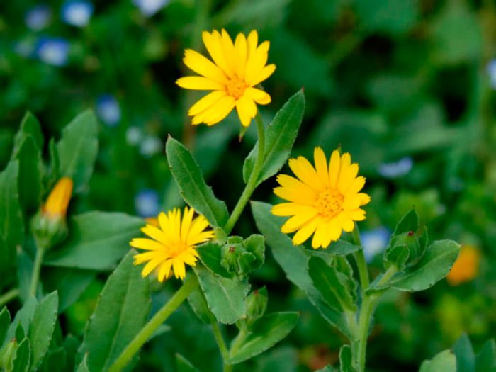 Календула полевая (Calendula arvensis)