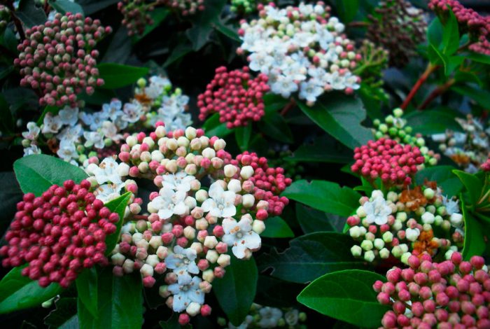 Калина лавролистная (Viburnum tinus), или калина вечнозеленая