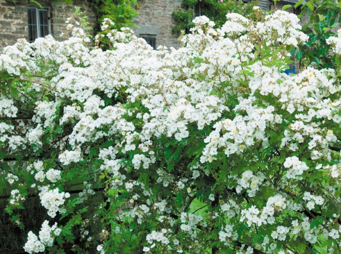 Rambling Rector