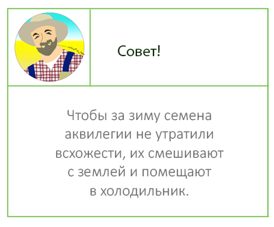 Совет аквилегия