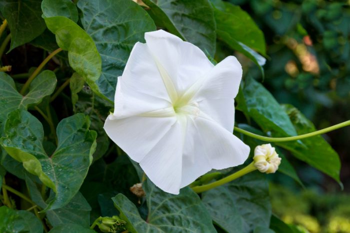 Ипомея лунноцветущая (Ipomoea noctiflora)