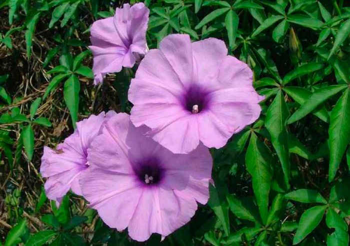 Ипомея каирская (Ipomoea cairica)