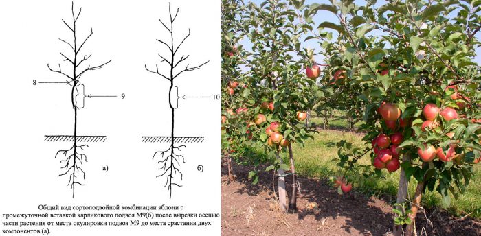 Размножение карликовых яблонь при помощи интеркалярной вставки