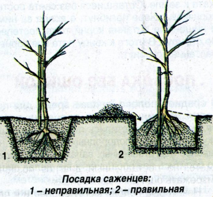 В какое время сажать