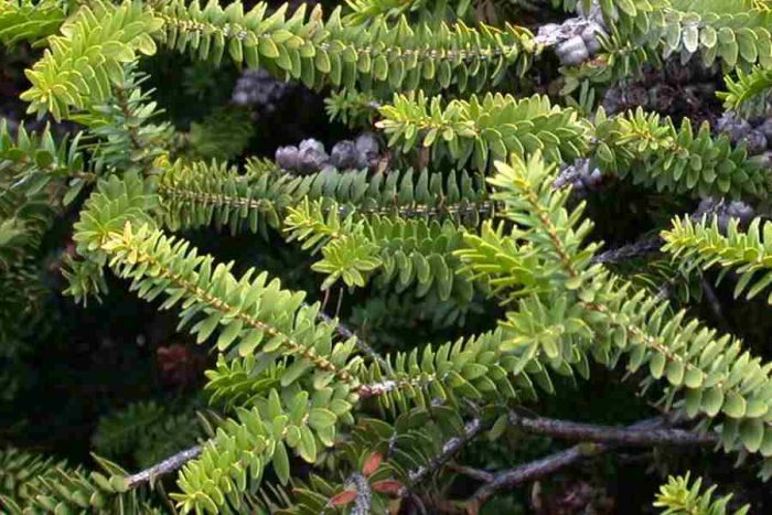 Мелалеука диосмолистная (Melaleuca diosmifolia)