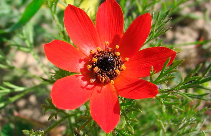 Адонис осенний (Adonis annua)