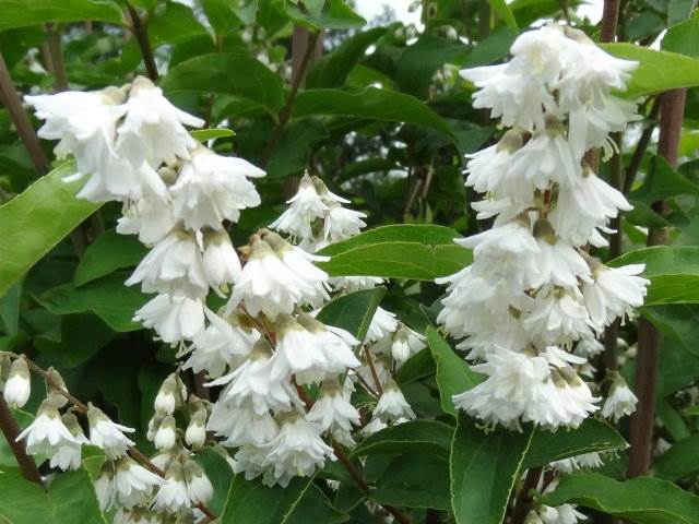 Дейция великолепная, или пышная (Deutzia magnifica)