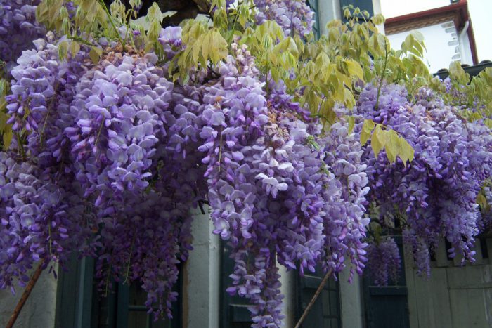 Глициния китайская (Wisteria chinensis)