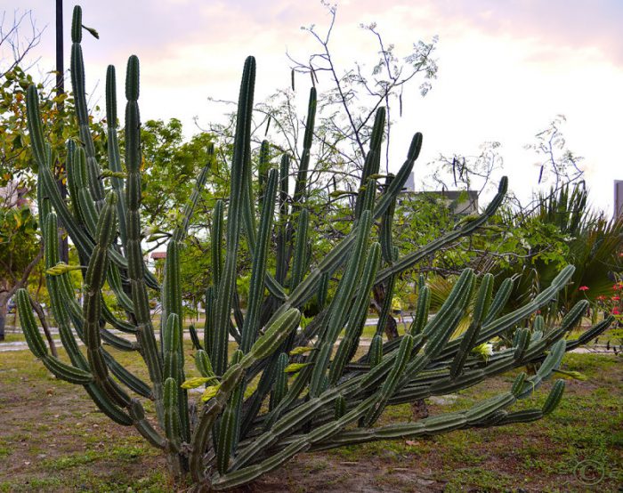 Цереус ямакару (Cereus jamacaru)