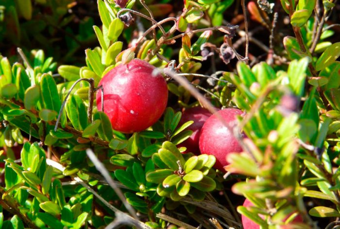 Крупноплодная клюква (Oxycoccus macrocarpus)