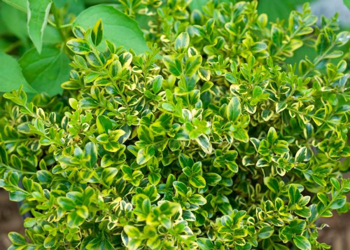 Самшит мелколистный (Buxus microphylla)