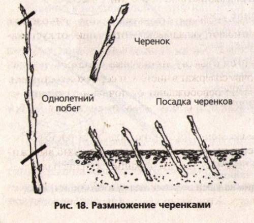 Размножение форзиции