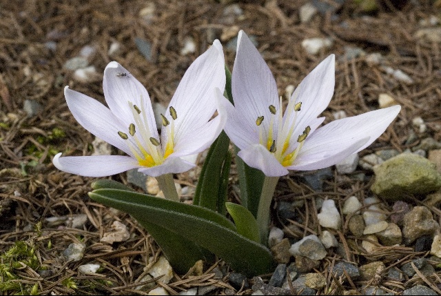 Безвременник венгерский (Colchicum hungaricum)