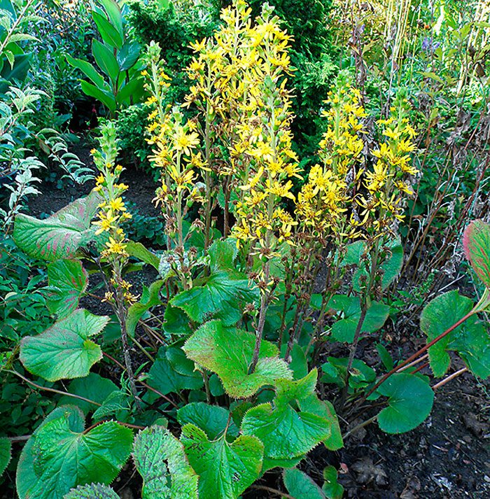 Бузульник Фишера (Ligularia fischeri)