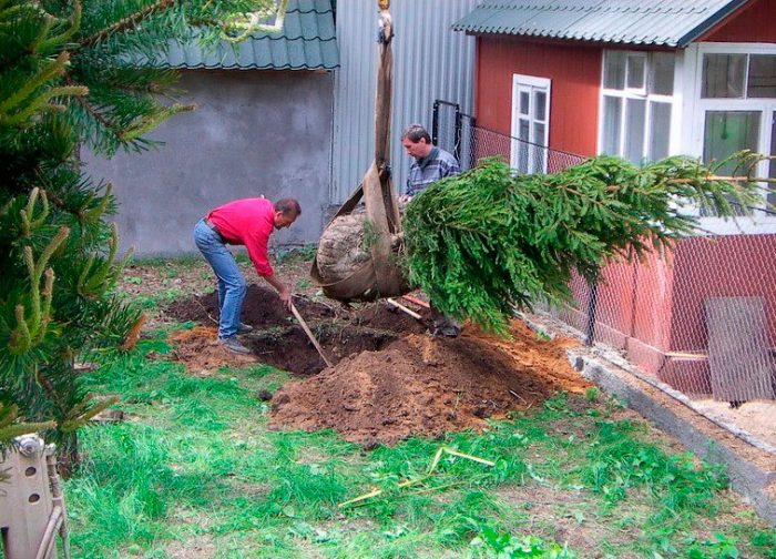 Пересадка ели