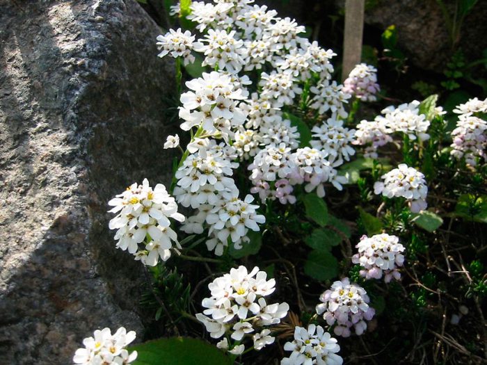 Иберис скалистый (Iberis saxatilis)