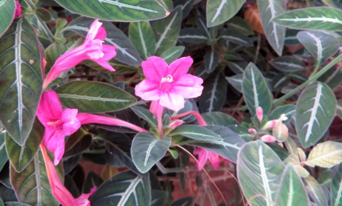 Руэллия Портеллы (Ruellia portellae)