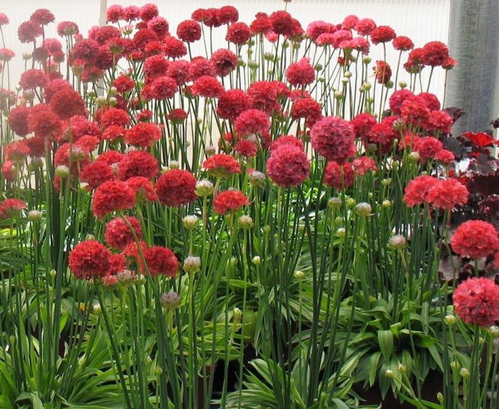 Псевдоармерия, или армерия красивая (Armeria pseudarmeria)