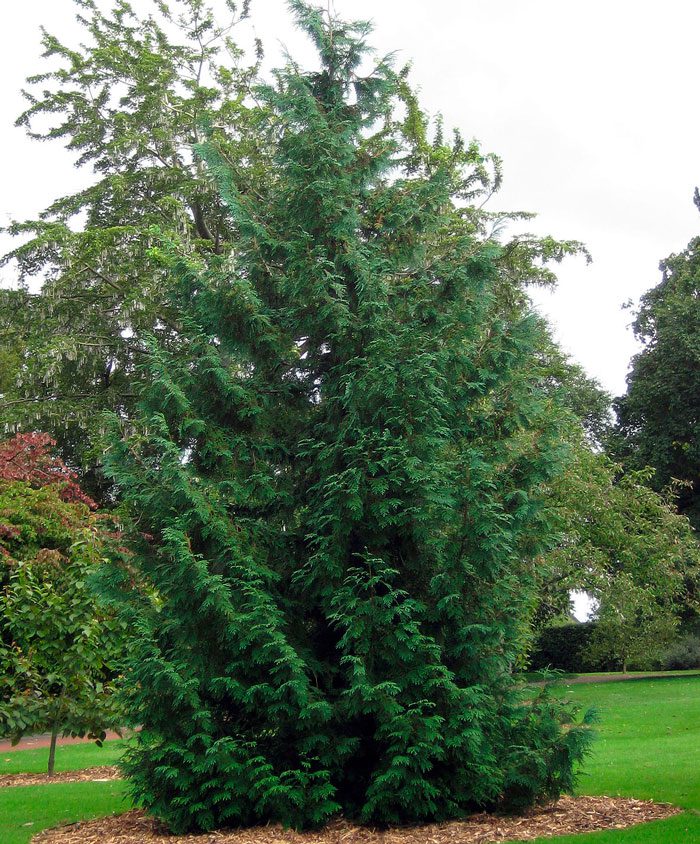 Туя японская (Thuja standishii)