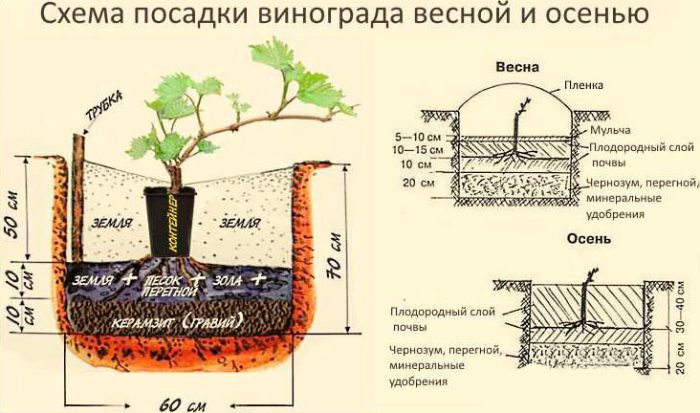 Виноград