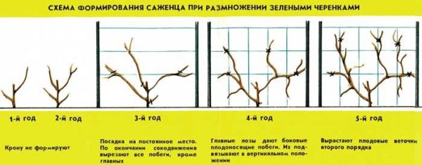 Актинидия размножение черенками