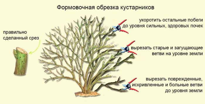 Обрезка лапчатки