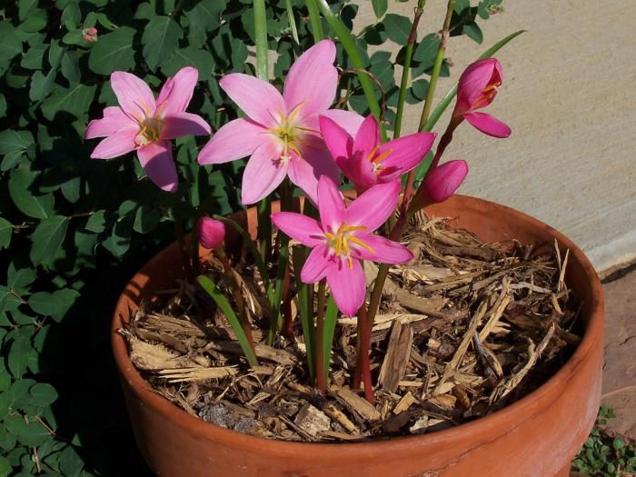 Zephyranthes