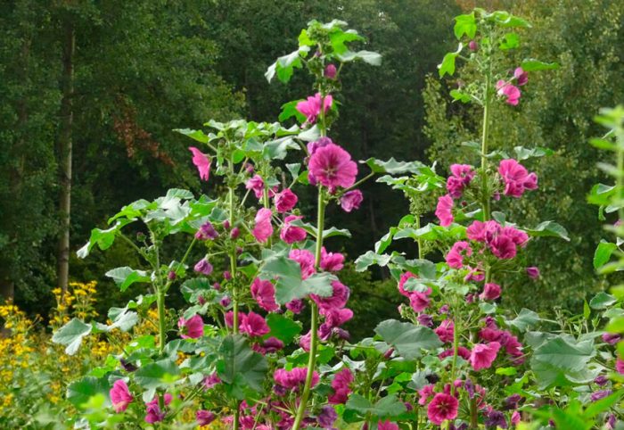 Мальва лесная (Malva sylvestris)