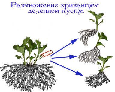 Размножение хризантем делением куста