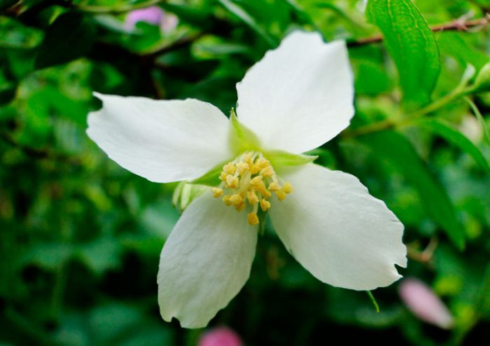 Чубушник Лемуана (Philadelphus x lemoinei)