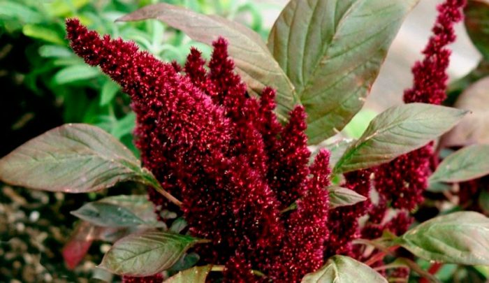 Амарант темный, или печальный (Amaranthus hypochondriacus)