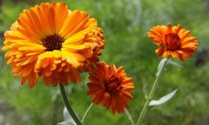 Календула лекарственная (Calendula officinalis)