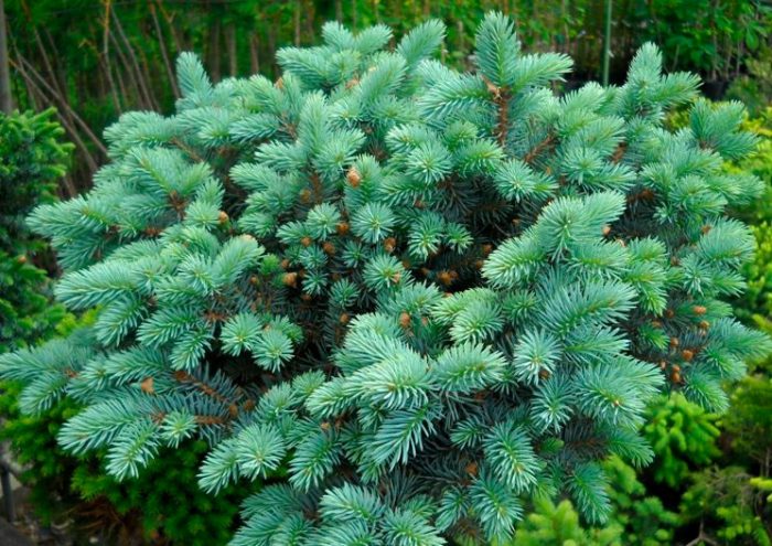 Picea pungens Sonia