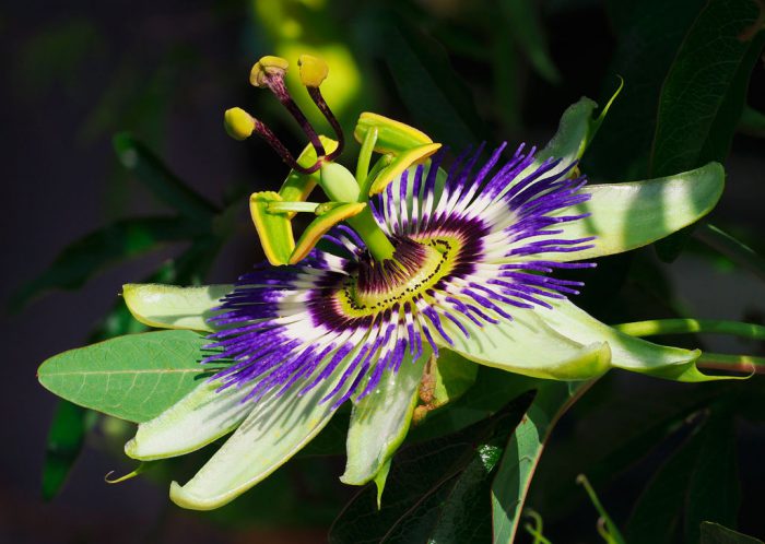 Пассифлора голубая (Passiflora caerulea)