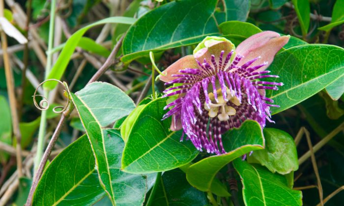 Пассифлора лавролистная (Passiflora laurifolia)