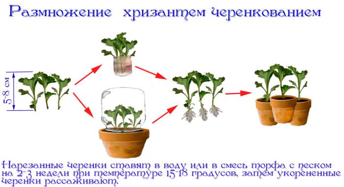 Хризантема мультифлора