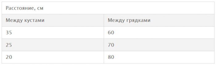 Посадка клубники в открытый грунт – сроки, схема высадки