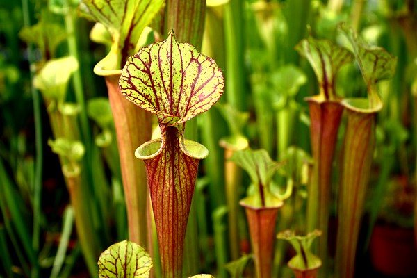 саррацения жёлтая (Sarracenia flava)