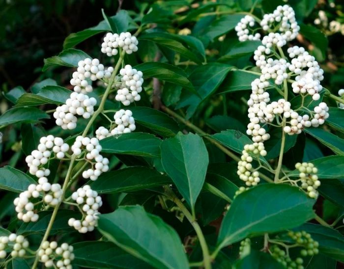 Callicarpa japonica Leucocarpa