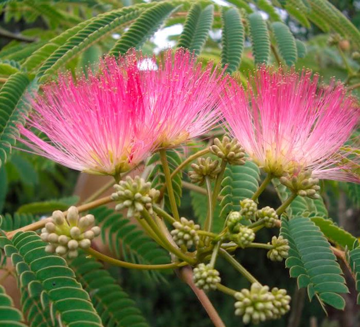 Альбиция шелковая (Albizia julibrissin)