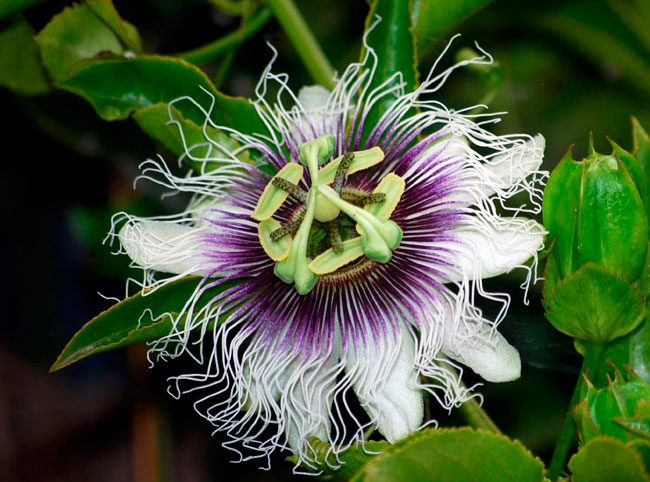 Пассифлора съедобная (Passiflora edulis)