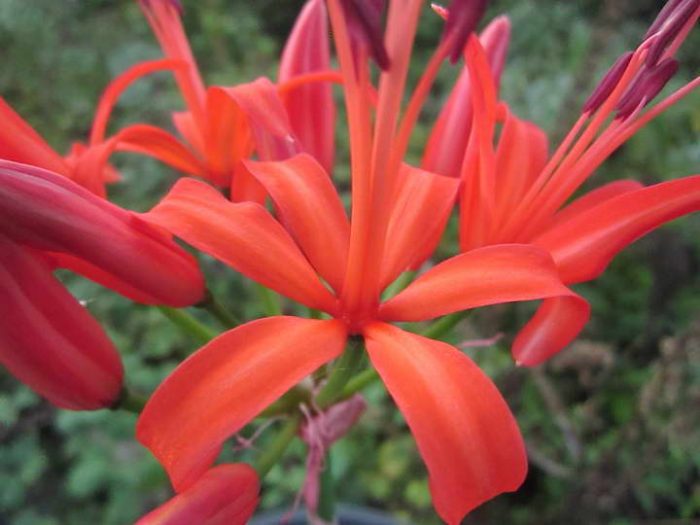 Нерине изогнутолистная (Nerine curvifolia)