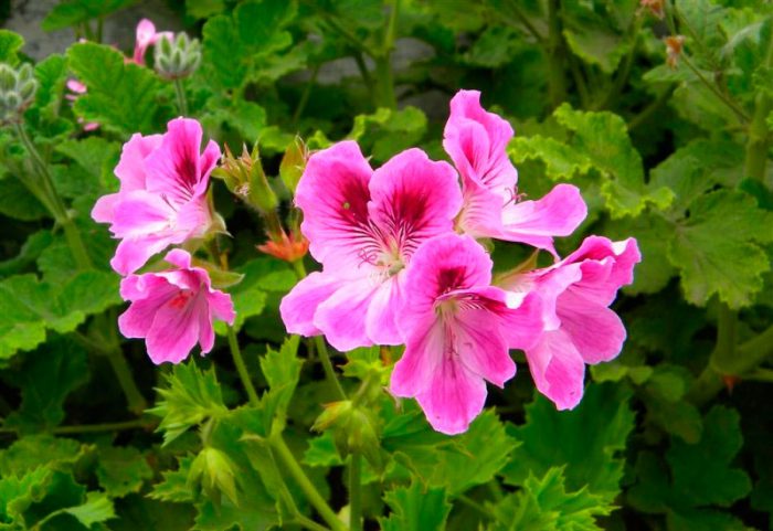 Пеларгония клобучковая (Pelargonium cucullatum)